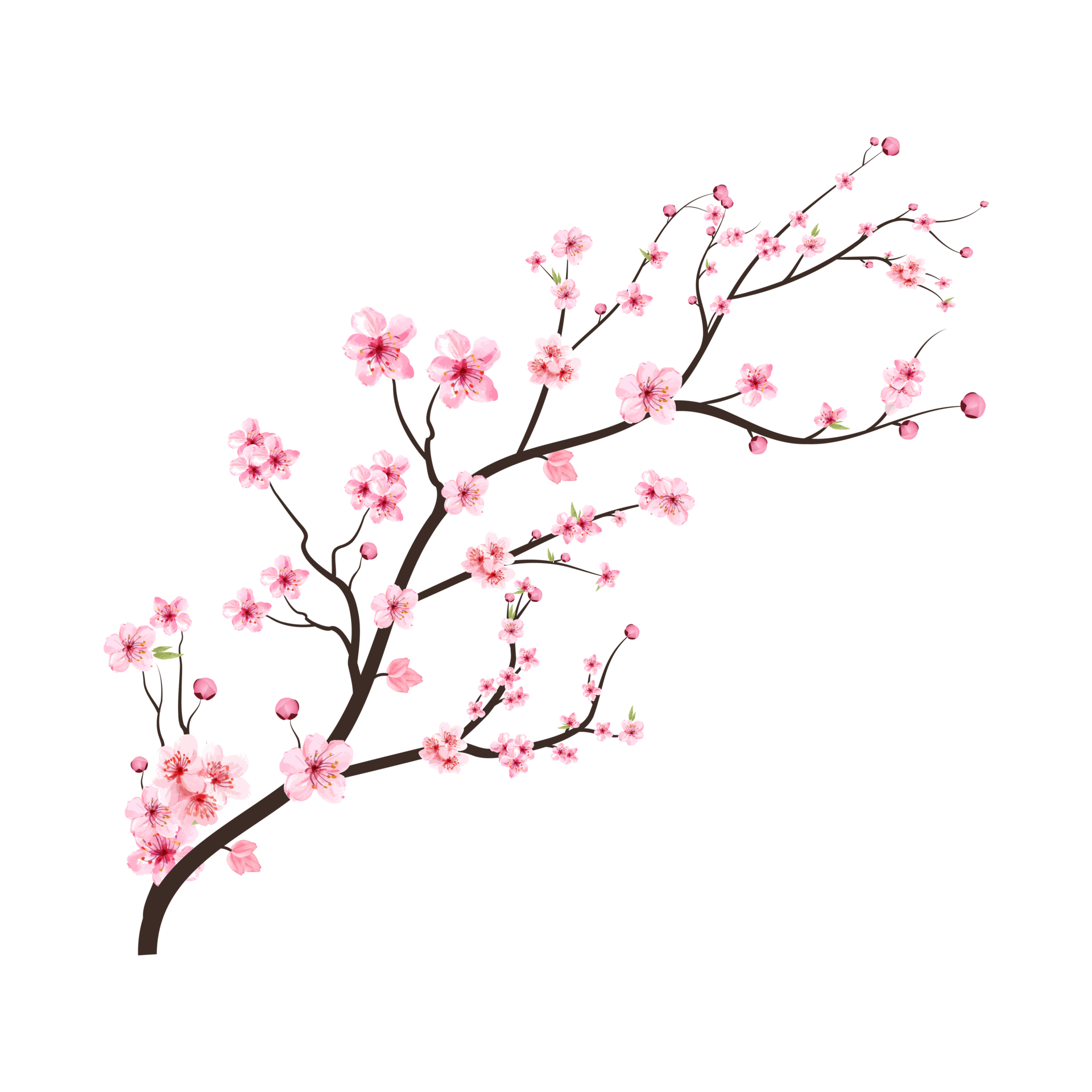 Cherry Blossom